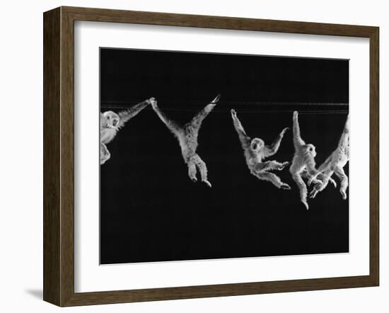 Multiple Exposures of Monkey Swinging-Ralph Morse-Framed Photographic Print