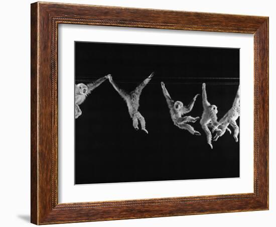 Multiple Exposures of Monkey Swinging-Ralph Morse-Framed Photographic Print