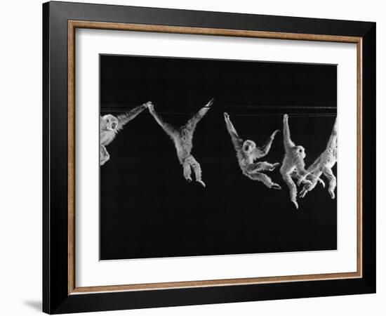 Multiple Exposures of Monkey Swinging-Ralph Morse-Framed Photographic Print