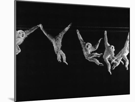 Multiple Exposures of Monkey Swinging-Ralph Morse-Mounted Photographic Print