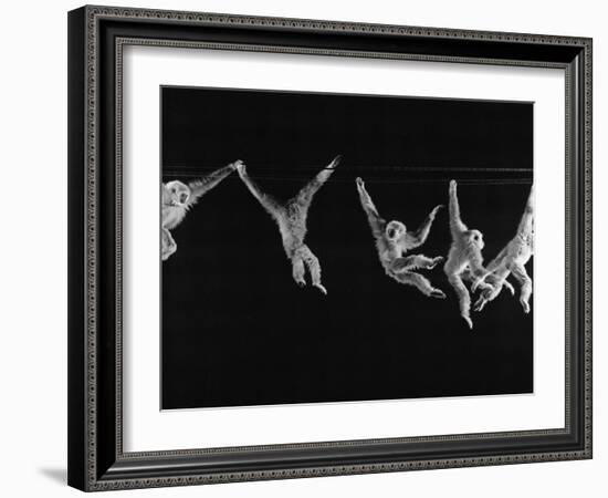 Multiple Exposures of Monkey Swinging-Ralph Morse-Framed Photographic Print