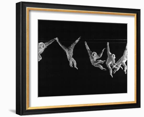 Multiple Exposures of Monkey Swinging-Ralph Morse-Framed Photographic Print