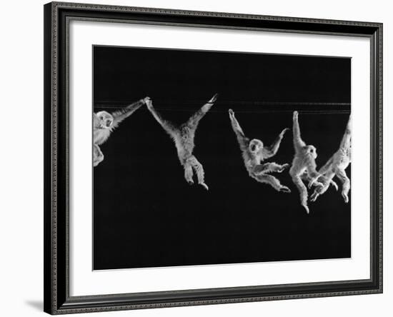 Multiple Exposures of Monkey Swinging-Ralph Morse-Framed Photographic Print