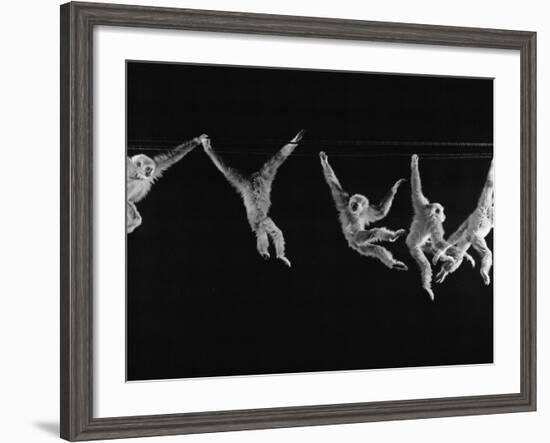 Multiple Exposures of Monkey Swinging-Ralph Morse-Framed Photographic Print