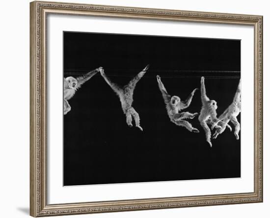 Multiple Exposures of Monkey Swinging-Ralph Morse-Framed Photographic Print