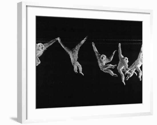 Multiple Exposures of Monkey Swinging-Ralph Morse-Framed Photographic Print