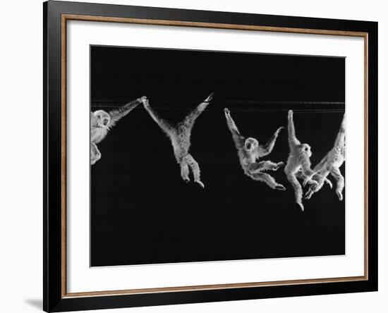 Multiple Exposures of Monkey Swinging-Ralph Morse-Framed Photographic Print