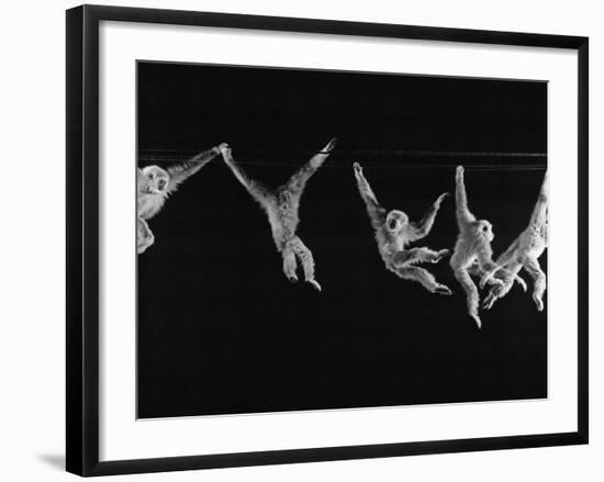 Multiple Exposures of Monkey Swinging-Ralph Morse-Framed Photographic Print