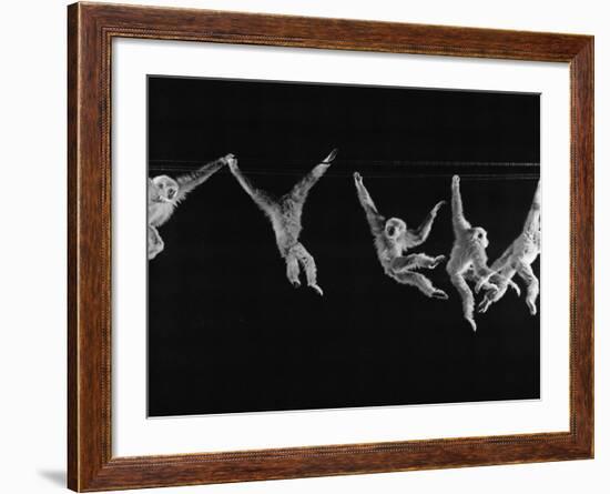 Multiple Exposures of Monkey Swinging-Ralph Morse-Framed Photographic Print