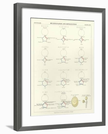 Multiplication and Reproduction-null-Framed Giclee Print