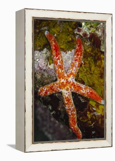 Multipore Sea Star (Linckia Multifora) on Coral Reef, Fiji-Pete Oxford-Framed Premier Image Canvas