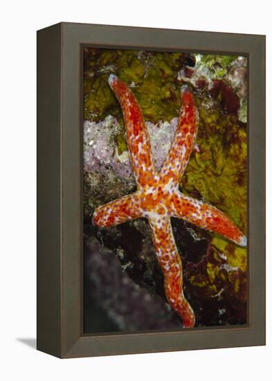 Multipore Sea Star (Linckia Multifora) on Coral Reef, Fiji-Pete Oxford-Framed Premier Image Canvas