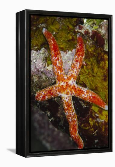 Multipore Sea Star (Linckia Multifora) on Coral Reef, Fiji-Pete Oxford-Framed Premier Image Canvas