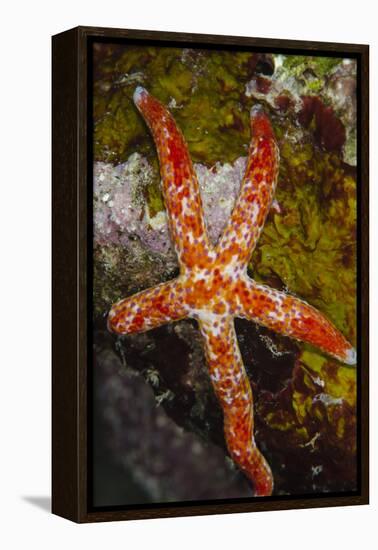 Multipore Sea Star (Linckia Multifora) on Coral Reef, Fiji-Pete Oxford-Framed Premier Image Canvas