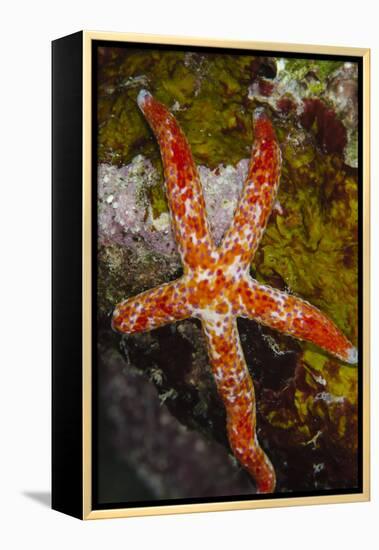 Multipore Sea Star (Linckia Multifora) on Coral Reef, Fiji-Pete Oxford-Framed Premier Image Canvas