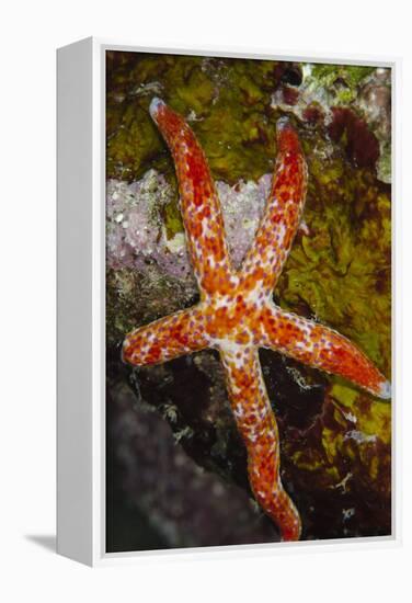 Multipore Sea Star (Linckia Multifora) on Coral Reef, Fiji-Pete Oxford-Framed Premier Image Canvas