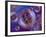 Multiverse, Artwork-Detlev Van Ravenswaay-Framed Photographic Print