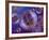 Multiverse, Artwork-Detlev Van Ravenswaay-Framed Photographic Print