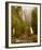 Multnomah Falls Creek Side-Ike Leahy-Framed Photo