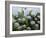 Mum's Garden-Allan Friedlander-Framed Art Print