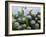 Mum's Garden-Allan Friedlander-Framed Art Print