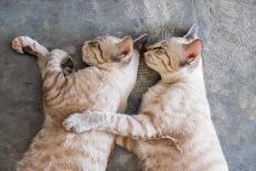 Two Cat Kitten Brethren Sleeping Hug Embrace-Mumemories-Photographic Print