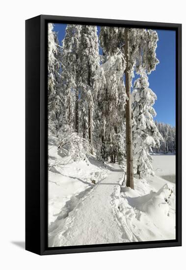 Mummelsee Lake in winter, Black Forest, Baden Wurttemberg, Germany, Europe-Markus Lange-Framed Premier Image Canvas