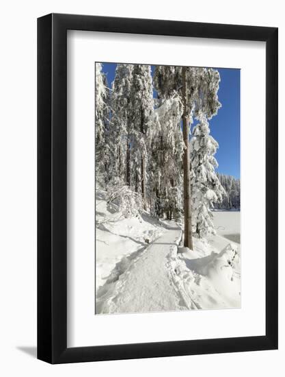 Mummelsee Lake in winter, Black Forest, Baden Wurttemberg, Germany, Europe-Markus Lange-Framed Photographic Print