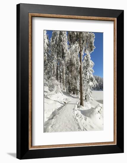 Mummelsee Lake in winter, Black Forest, Baden Wurttemberg, Germany, Europe-Markus Lange-Framed Photographic Print