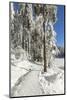 Mummelsee Lake in winter, Black Forest, Baden Wurttemberg, Germany, Europe-Markus Lange-Mounted Photographic Print