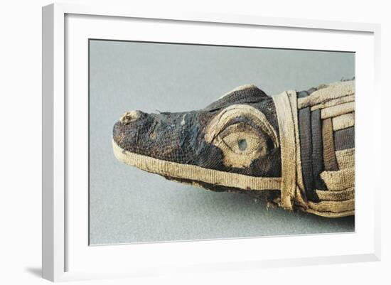 Mummified Crocodile Head-null-Framed Giclee Print