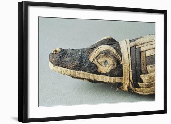 Mummified Crocodile Head-null-Framed Giclee Print