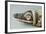 Mummified Crocodile Head-null-Framed Giclee Print