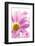 Mums flowers against a white background-null-Framed Photographic Print