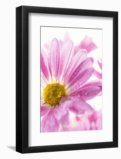 Mums flowers against a white background-null-Framed Photographic Print