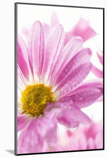 Mums flowers against a white background-null-Mounted Photographic Print