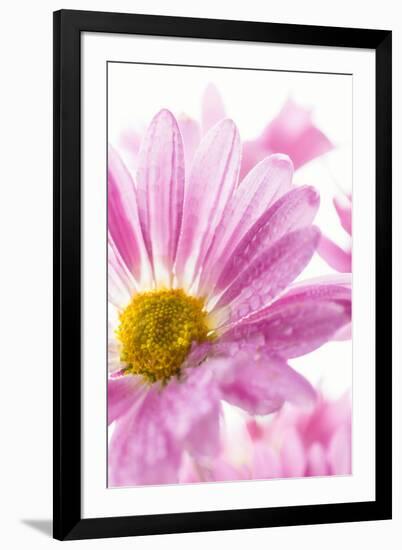 Mums flowers against a white background-null-Framed Photographic Print