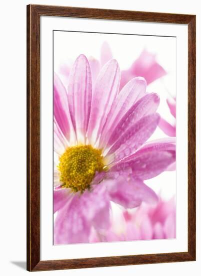 Mums flowers against a white background-null-Framed Photographic Print