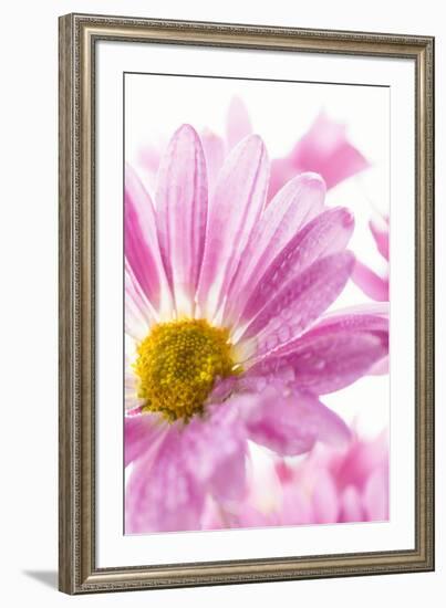 Mums flowers against a white background-null-Framed Photographic Print