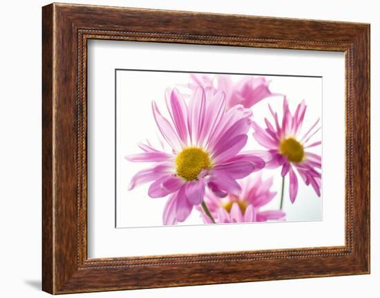 Mums flowers against white background-null-Framed Photographic Print