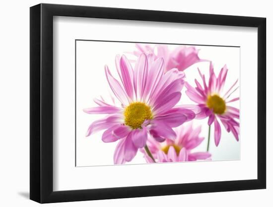 Mums flowers against white background-null-Framed Photographic Print