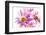 Mums flowers against white background-null-Framed Photographic Print