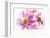 Mums flowers against white background-null-Framed Photographic Print