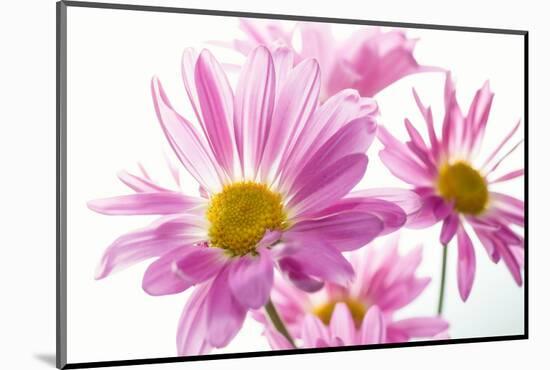 Mums flowers against white background-null-Mounted Photographic Print