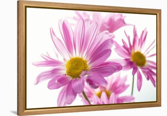 Mums flowers against white background-null-Framed Premier Image Canvas