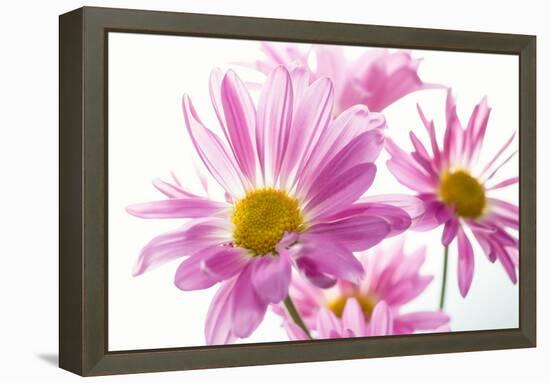 Mums flowers against white background-null-Framed Premier Image Canvas