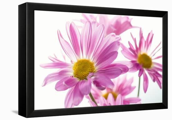 Mums flowers against white background-null-Framed Premier Image Canvas