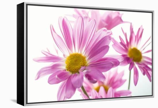 Mums flowers against white background-null-Framed Premier Image Canvas