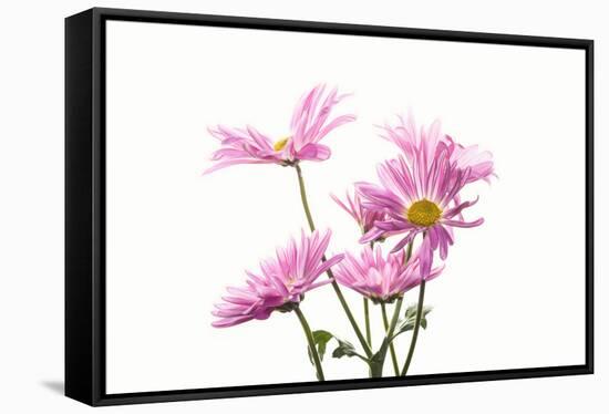 Mums flowers against white background-null-Framed Stretched Canvas