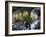 Municipal Hacienda, Merida, Yucatan State, Mexico-Paul Harris-Framed Photographic Print